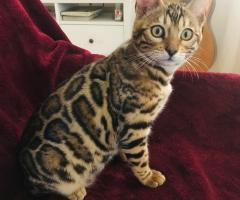 Бенгалско котенце за продажба