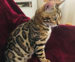 Бенгалско котенце за продажба