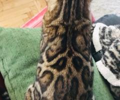 Бенгалско котенце за продажба