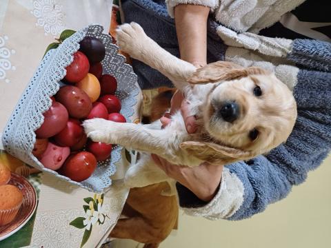 Кокерчета