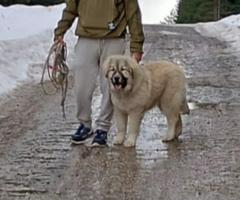 Кавказка овчарка