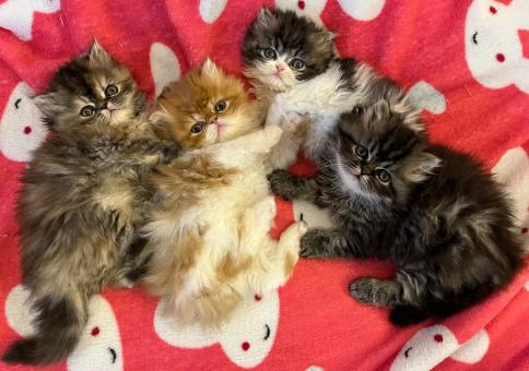 Персийски котета