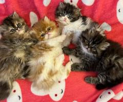 Персийски котета