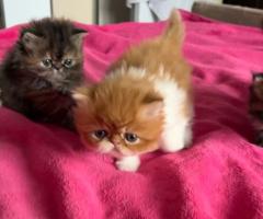 Персийски котета