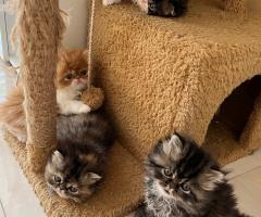 Персийски котета
