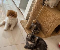 Персийски котета