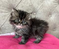 Персийски котета