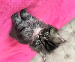 Персийски котета