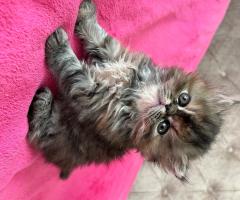 Персийски котета