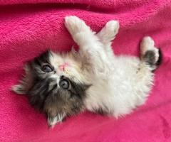Персийски котета