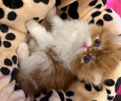 Персийски котета