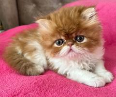 Персийски котета