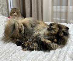 Персийски котета