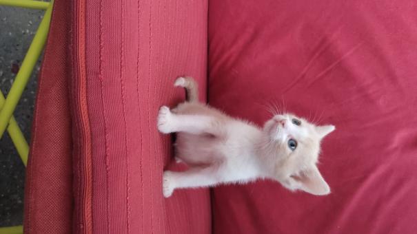 Котета, отгледани изцяло от човек