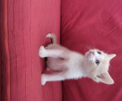 Котета, отгледани изцяло от човек