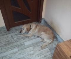 Подарявам лабрадор