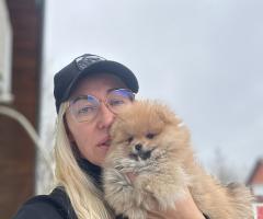 Пoмерaнски шпиц кученца