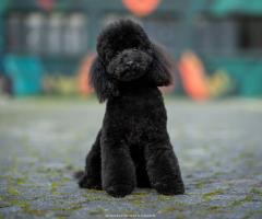 toy pudel