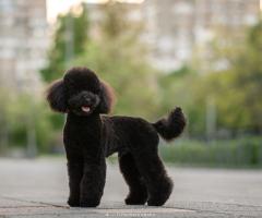 toy pudel