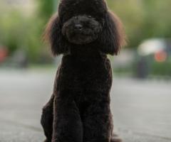toy pudel