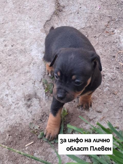 Пинчери чакат ново семейство