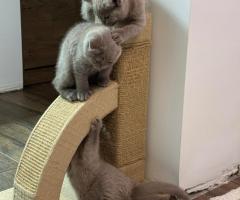 Британски късокосмести , чисти Англичани !