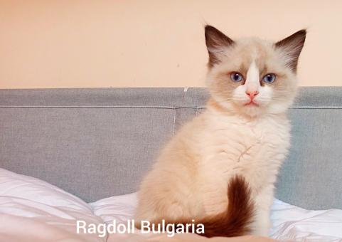 Регдол мъжко коте