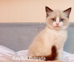 Регдол мъжко коте