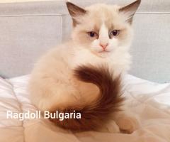 Регдол мъжко коте