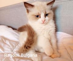 Регдол мъжко коте