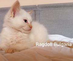 Регдол мъжко коте