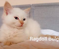 Регдол мъжко коте