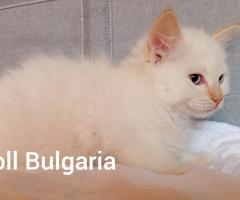 Регдол мъжко коте