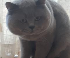 британско късокосместо