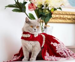 британско късокосместо
