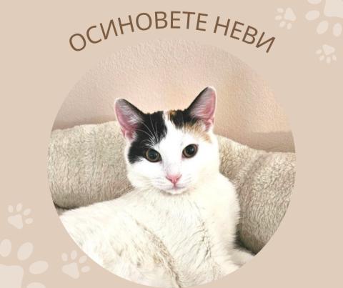 Неви чака своите големи хора
