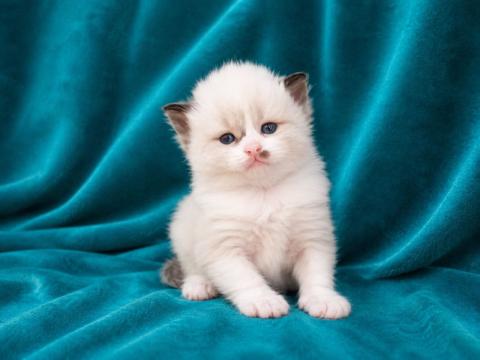 Регдол котенца