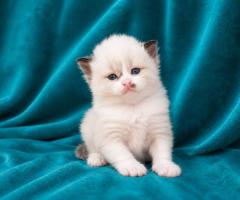 Регдол котенца