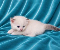 Регдол котенца