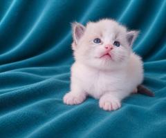 Регдол котенца
