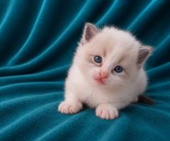 Регдол котенца