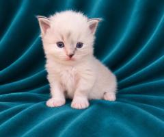 Регдол котенца