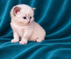 Регдол котенца