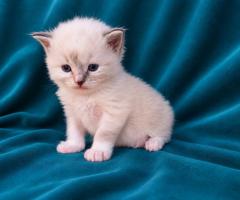 Регдол котенца