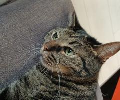 Продавам котка