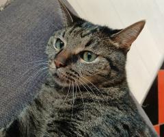 Продавам котка