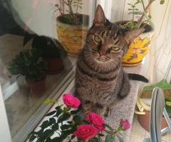 Продавам котка