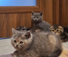 Шотландски клепоухи котки