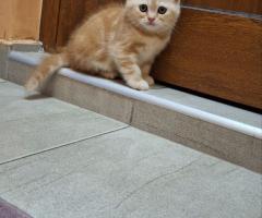 Шотландски клепоухи котки