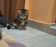 Шотландски клепоухи котки